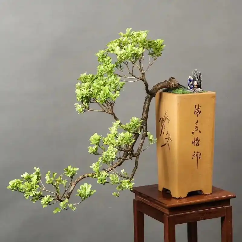 大悬崖老桩米兰盆景,开黄花,花香迷人,形态自然,如图实拍 - 抖音