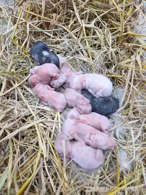 有人养过刚出生的小兔子吗