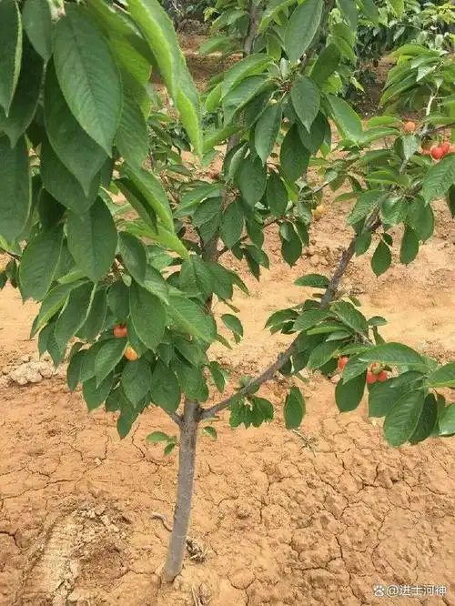 车厘子树和普通樱桃树都属于樱属植物,但它们之间存在一些差异.