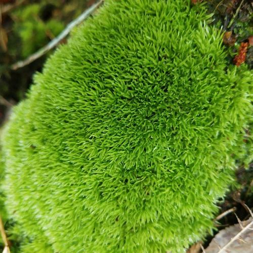 白发藓铺面新鲜苔藓植物微景观鲜活青苔盆景假山装饰朵朵藓