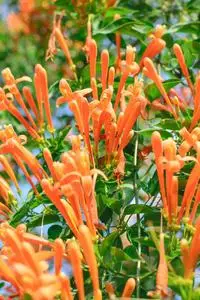 橙色的喇叭花照片