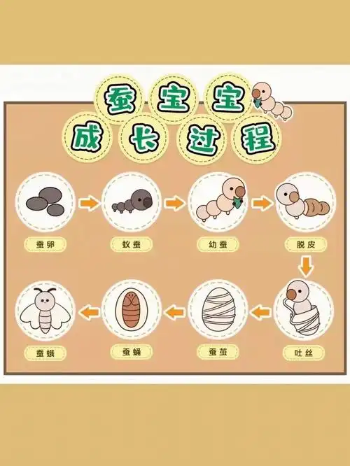 蚕宝宝成长记环创素材