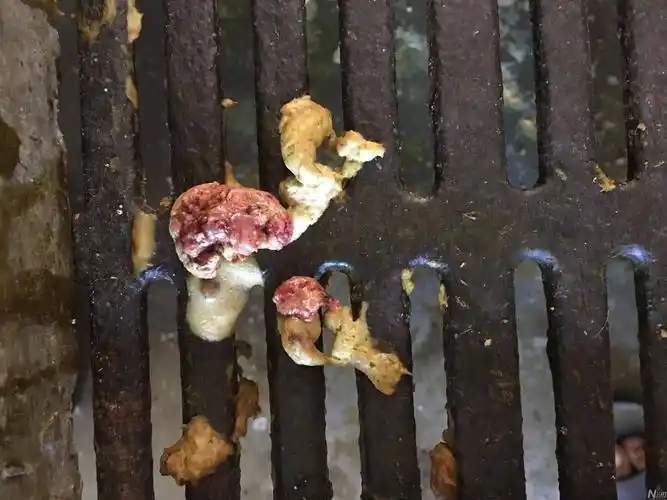 有个别哺乳仔猪拉这样的屎?