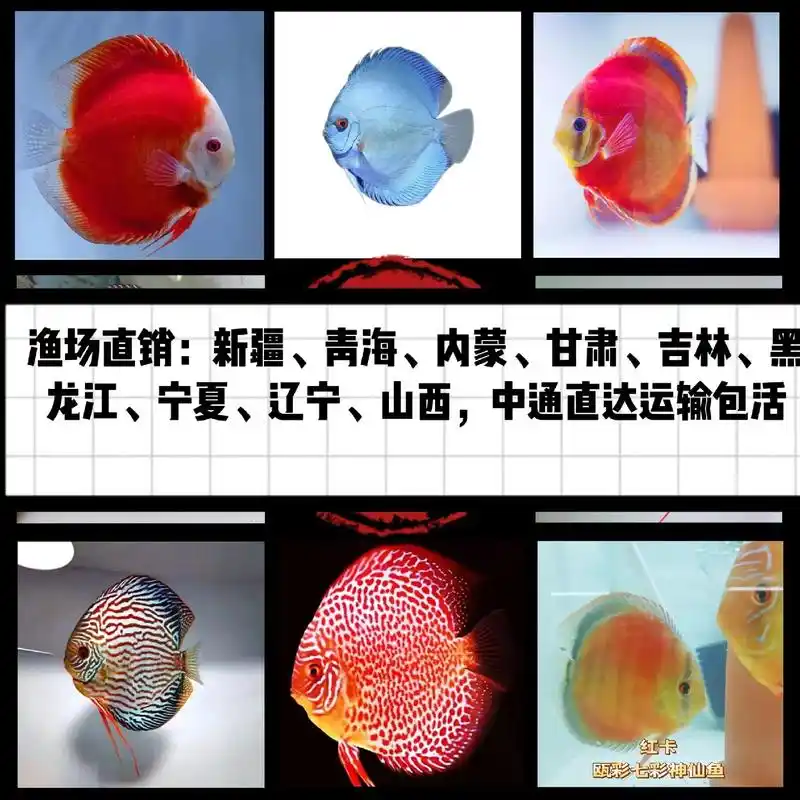 七彩神仙鱼 #观赏鱼 #七彩神仙鱼繁殖 #热带鱼 #观赏鱼 - 抖音