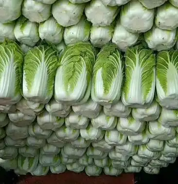 精品黄心白菜质量好毛菜46斤