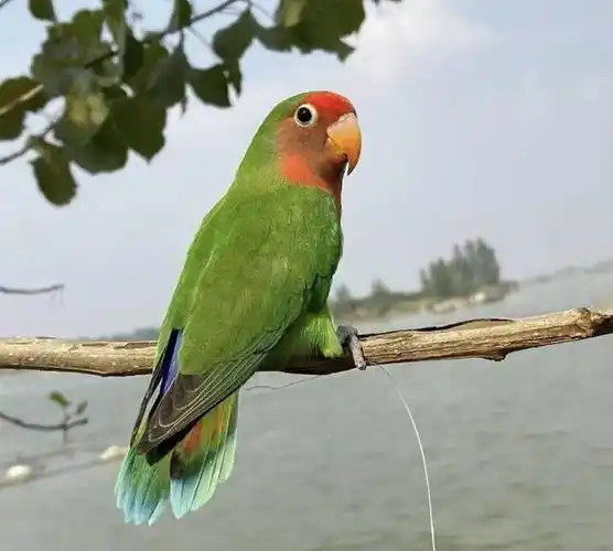 当前位置:>安青网>安徽网事>正文鹦鹉的种类有很多,爱养鹦鹉的市民也