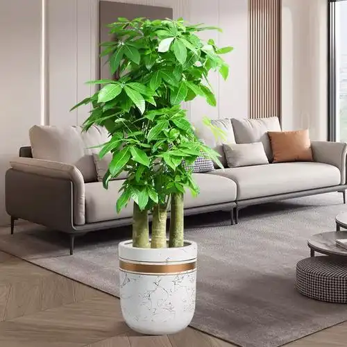 大型绿植发财树三杆步步高客厅办公室乔迁盆栽净化客气吸甲醛招财