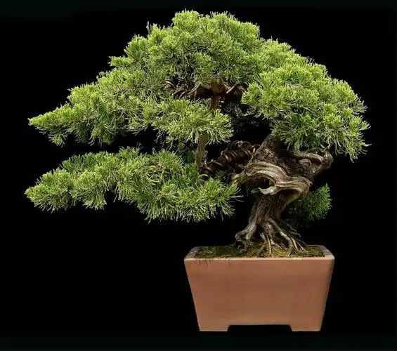 地柏盆景作品步步高升