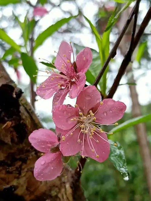 雨中桃花,娇滴诱人!显得更加美丽,动人!