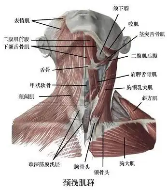 受下颌舌骨肌神经支配的肌肉
