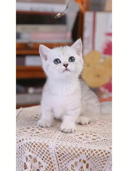 银渐层矮脚妹妹