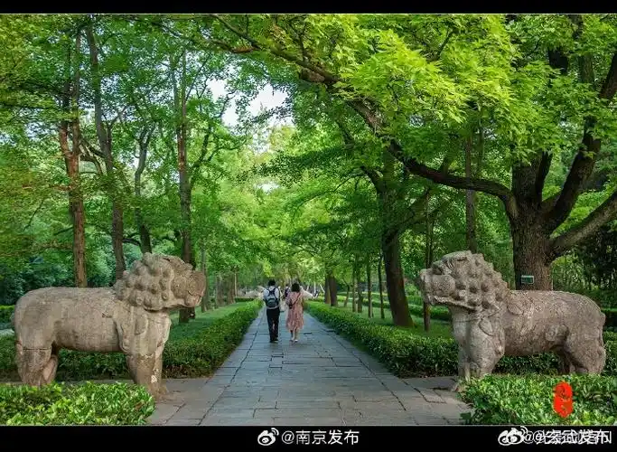 明孝陵石象路,南京最美600米,夏日里的清新绿意.