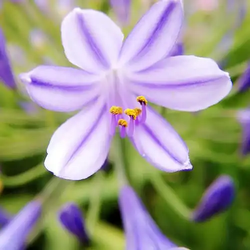 赏花 古滇艺海 一 百子莲 写美篇花语 七月二十二日生日花:紫君子兰