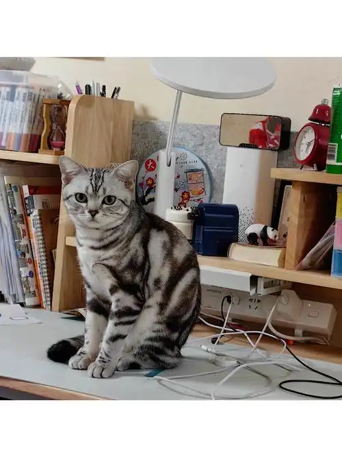 美短虎斑猫怎么看品相,纯种怎么分