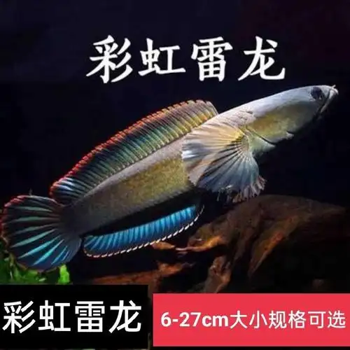 水族箱活体鱼凶猛鱼宠物鱼七彩雷龙鱼苗鱼缸观赏鱼淡水鱼好养活