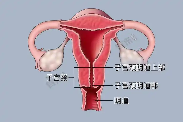 宫颈癌治疗费用大概需要多少钱