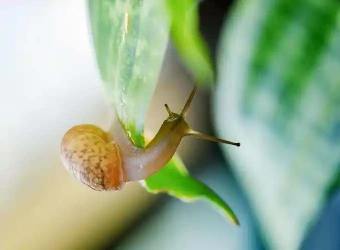 可爱小蜗牛(105微距镜头拍)学拍微距