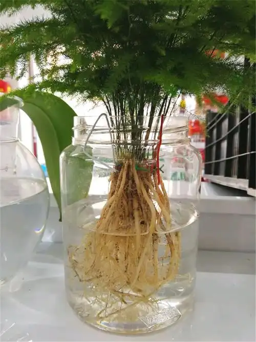 水培文竹,留心3点,文竹好养易活,郁郁葱葱,绿油油!