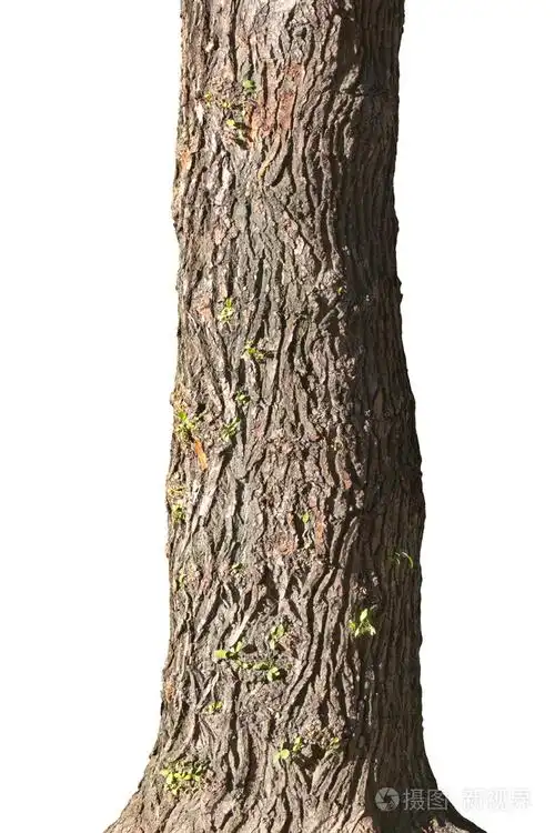 老杨树的树干