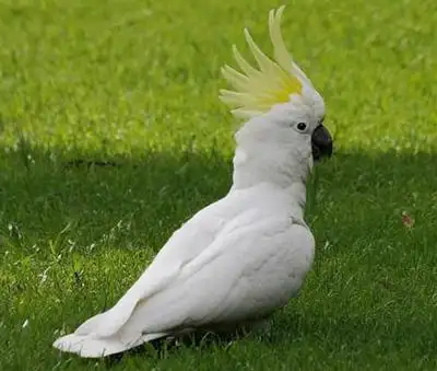 【宠物鸟品种大全】宠物鸟种类_宠物鸟品种图片大全_宠物鸟品种及图片