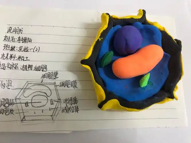 初一实验班生物模型制作大赛获奖公示