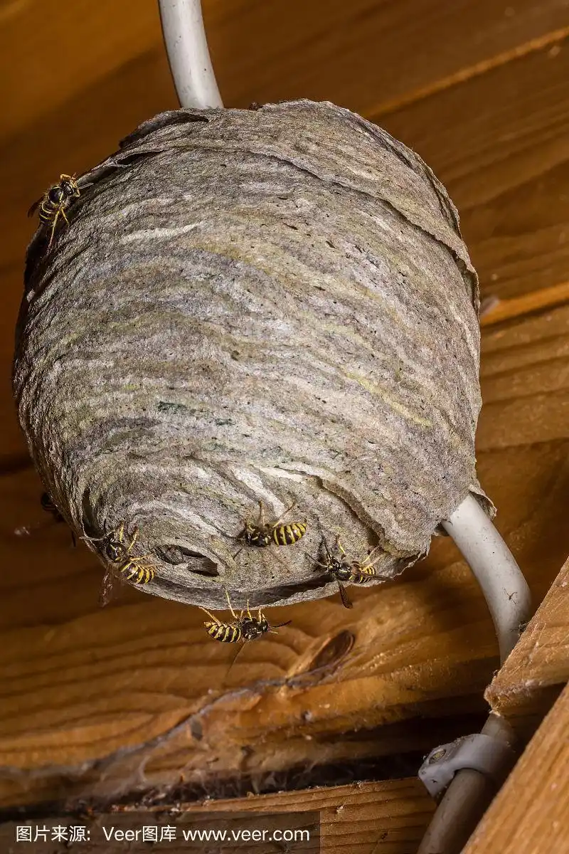 黄蜂的巢
