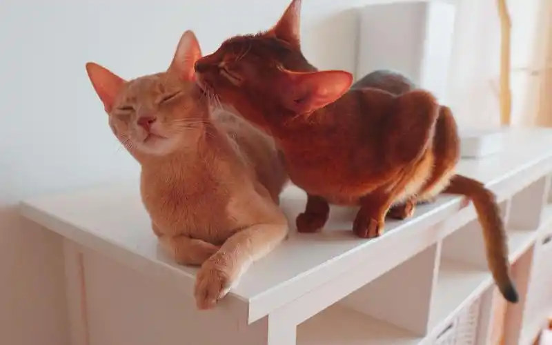 【阿比西尼亚猫】我说什么来着?养阿比是会上瘾的!