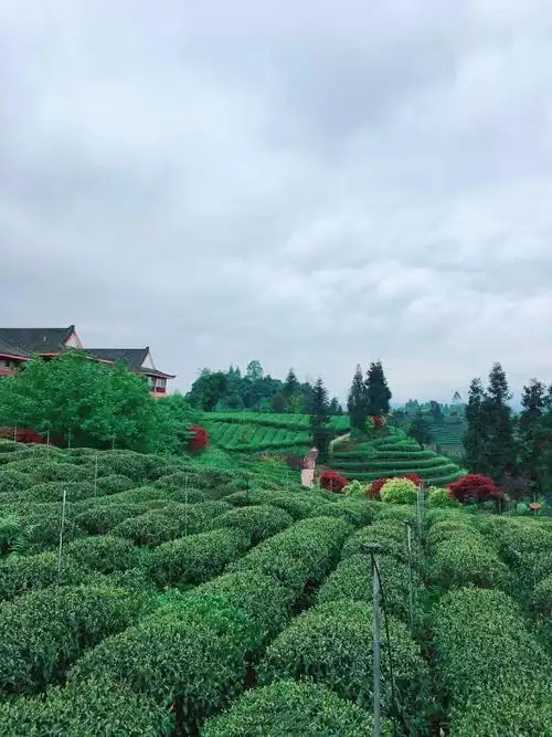 蒙顶山上雾中雾-四川雅安踏青郊游好去处