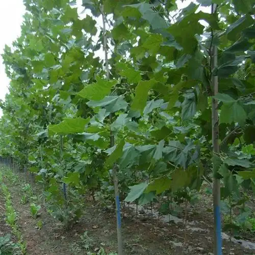 速生法桐树苗批发 行道庭荫树法国梧桐树苗 工程绿化苗木规格齐全