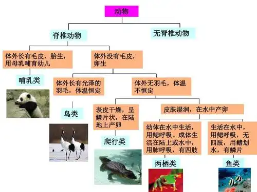 2.4.2 常见的动物(无脊椎动物,二歧分类检索表)ppt