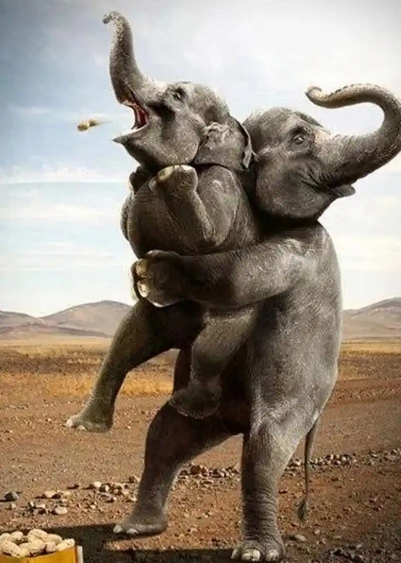 好吃的花生,大象都爱吃.广告设计夸张到爆