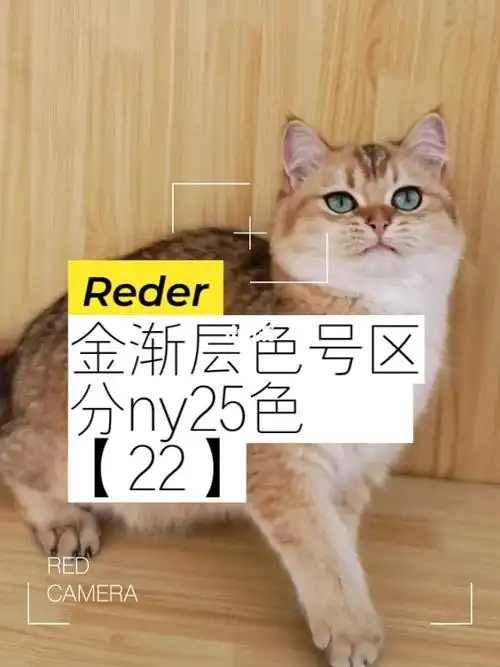 科普74金渐层色号区分ny25色22