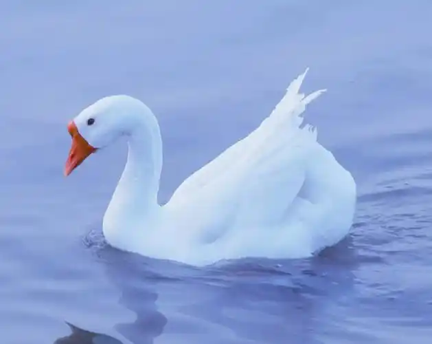 有鹅的地方没有蛇?鹅的真实面貌超出大家的想象