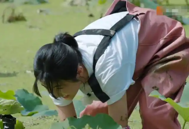 蘑菇屋挖藕,张子枫恨不得坐池塘里,欧阳娜娜却光明正大的偷懒!