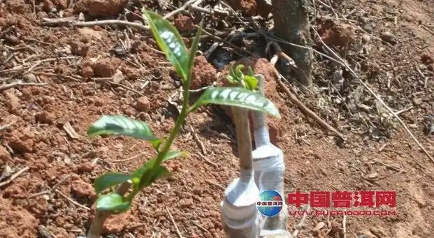 茶树嫁接技术
