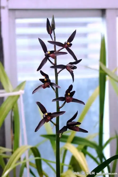 刺激来份◆◆埃及艳后