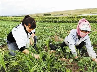 农村孕妇去地里干活,直接就把宝宝生在回家的路上