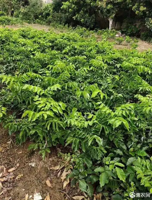 黑黄皮果苗 黑黄皮苗,产量高,雨天不爆果