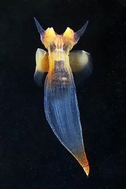 冰海小精灵又称冰海天使身长不到三公分为浮游软体动物它雌雄同体生活