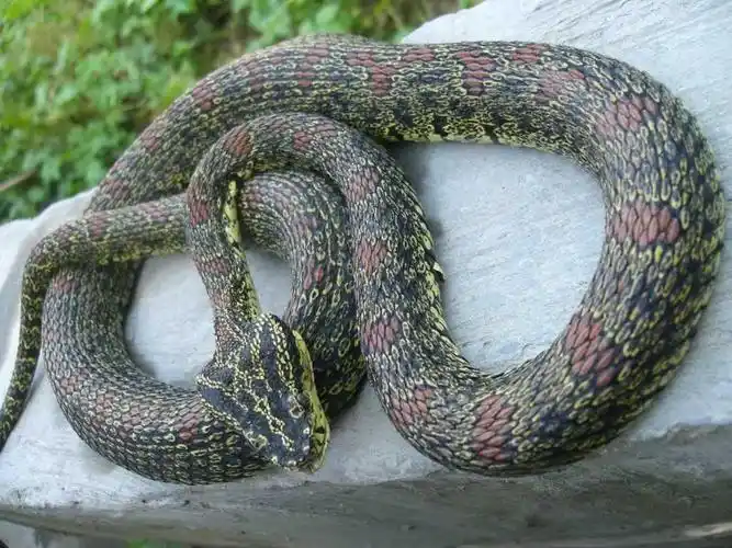 烙铁头蛇长什么样子