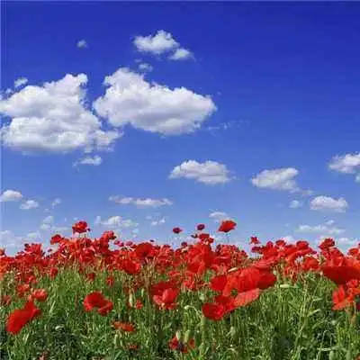 优质微信最吉利的好看头像好运风景可爱点