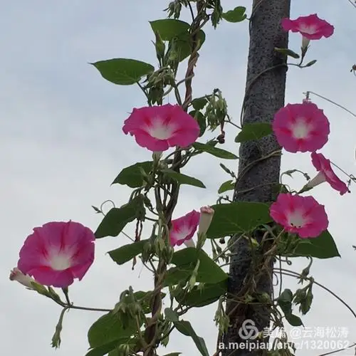 牵牛情丝至纯野美