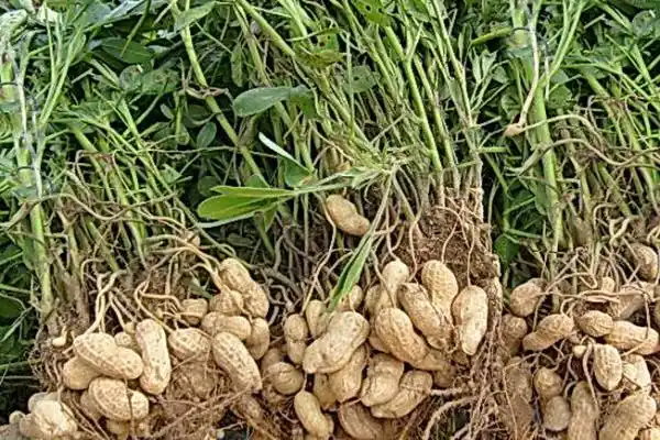 民间煮花生根一般都是连根带茎甚至果实同煮,而吸收