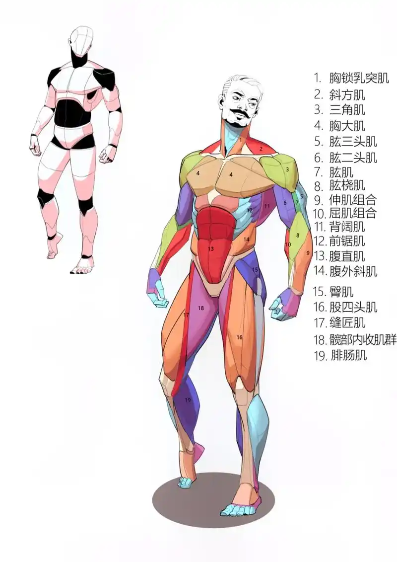 男性正面背面侧面肌肉结构分布图～#一起学画画 #画画 #速写 - 抖音