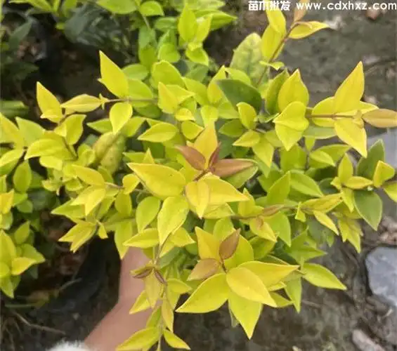 「金森女贞」金森女贞_价格表_批发_基地_图片_种植养护-成都参天园林