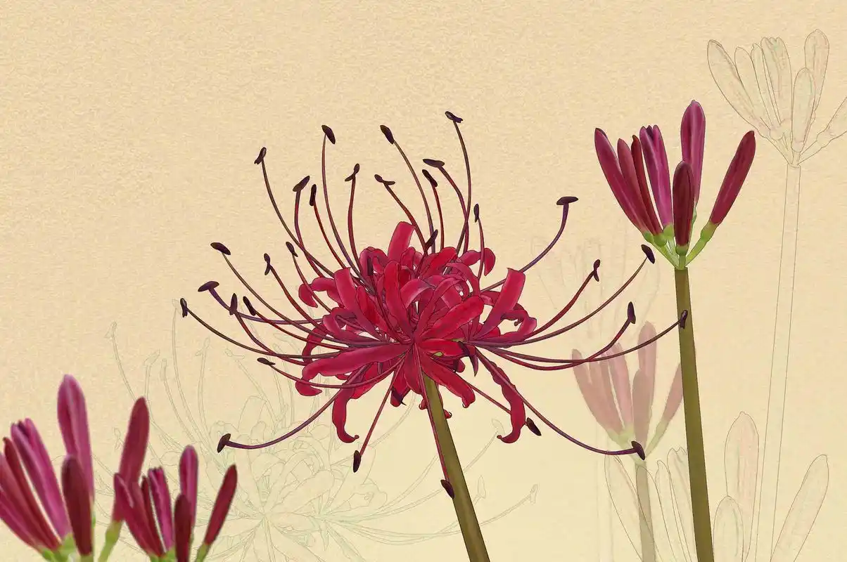 彼岸花古风图片2160x1440分辨率下载,彼岸花古风图片,高清图片,壁纸