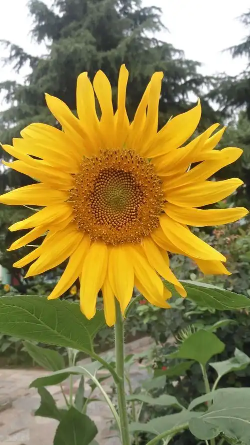 怒放的生命——做一朵向日葵,面朝太阳,心纳阳光.