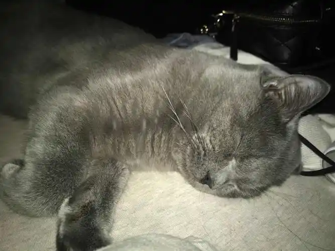 一个过敏了200年的铲屎官心得—贝帮环境驱虫喷雾