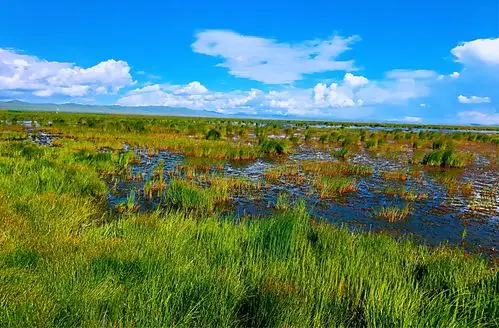 甘南行(五)--诺尔盖花湖湿地