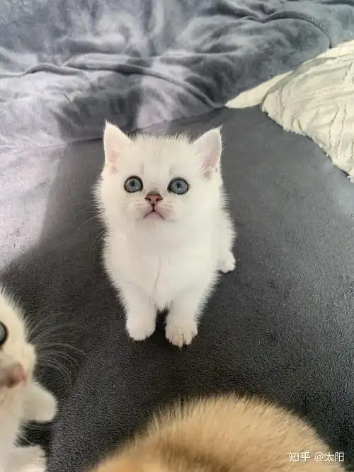 银渐层幼猫找新家